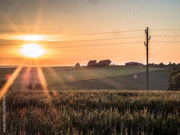 Fototapeta Weizenfeld 