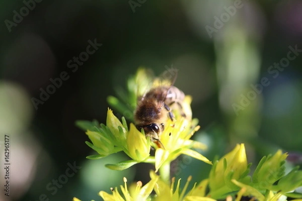 Obraz bee drinks / Biene trinkt