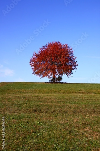Obraz Rotgefärbter Baum