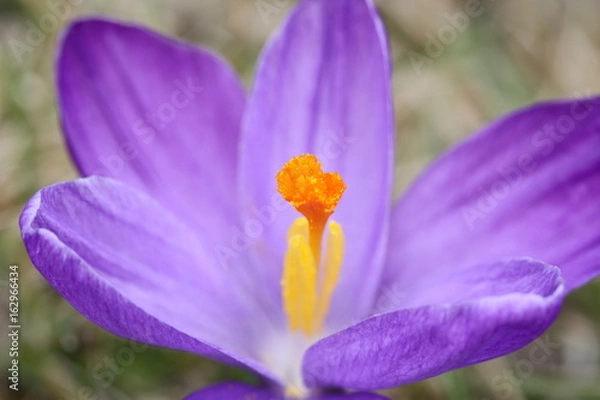 Obraz crocus stamper / Krokusstempel