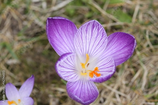 Obraz Crocus inside / Krokus innen