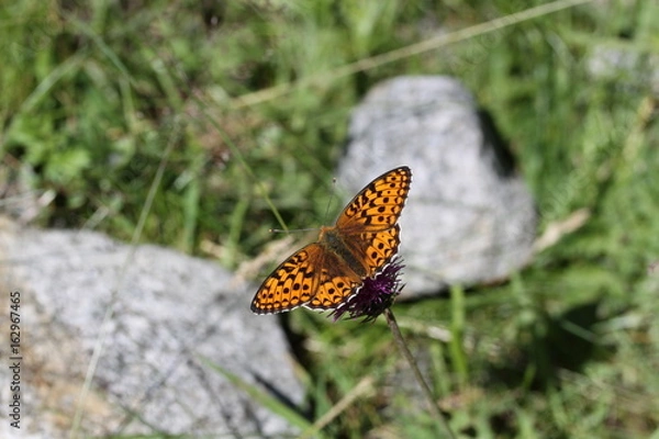 Obraz Perlmuttfalter