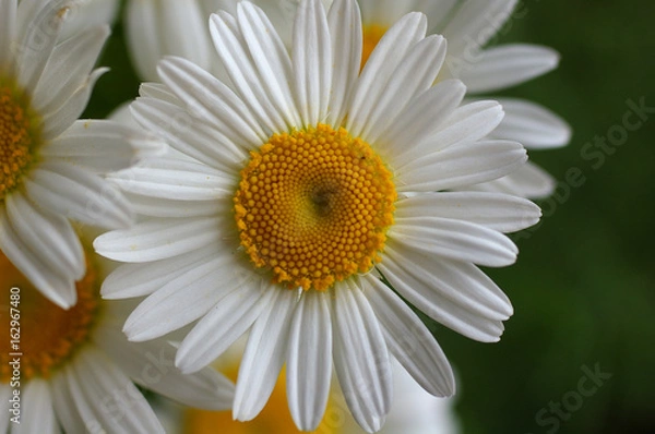 Fototapeta Macro of blooming beautiful white daisies flowers. Lovely blossom daisy flowers, background blurred. Beautiful view from above on blossom camomile flowers/Closeup of a beautiful yellow and white daisy