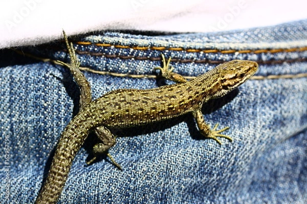 Obraz common lizard / Waldeidechse
