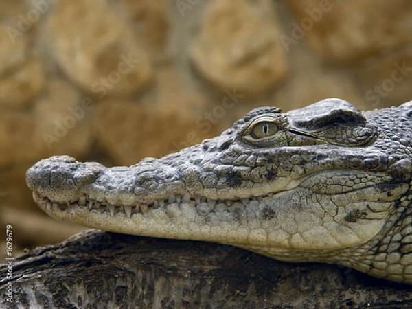 Fototapeta crocodile profile