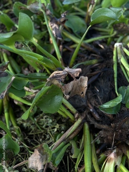 Fototapeta lizard on the grass