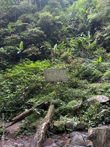 Fototapeta mountain stream in the forest