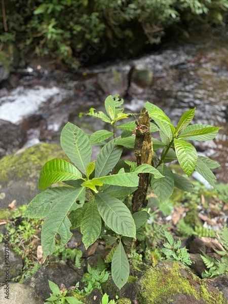 Fototapeta fern in the forest