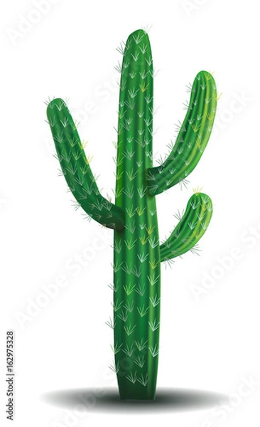 Fototapeta Cactus. A desert plant. A cactus on a white background. Realistic vector