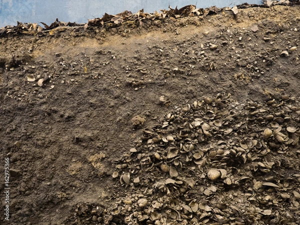 Fototapeta 縄文時代の貝塚