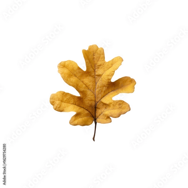 Fototapeta A detailed, die-cut image of a beautiful, golden oak leaf isolated on a white background, showcasing its intricate veins and textures, perfect for nature-themed designs.