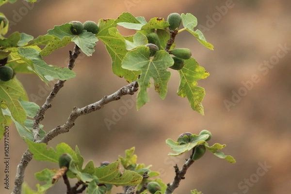 Fototapeta fig tree