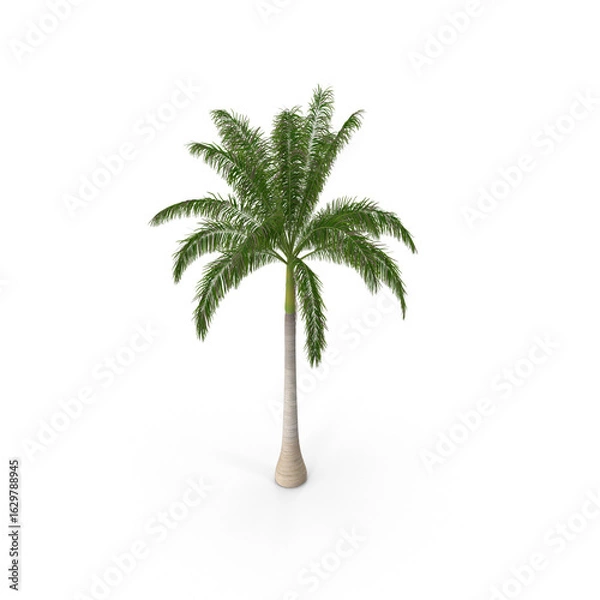 Fototapeta Roystonea Regia Cuban Royal Palm isolated on transparent background