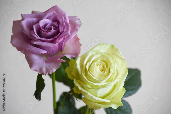 Obraz 紫と緑のばら