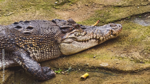Obraz Close-up of a large crocodile resting on the ground.