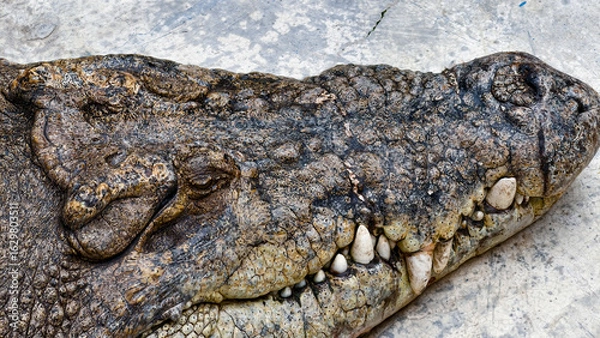 Obraz Close-up view of a crocodile's head, showing its rough skin and sharp teeth.