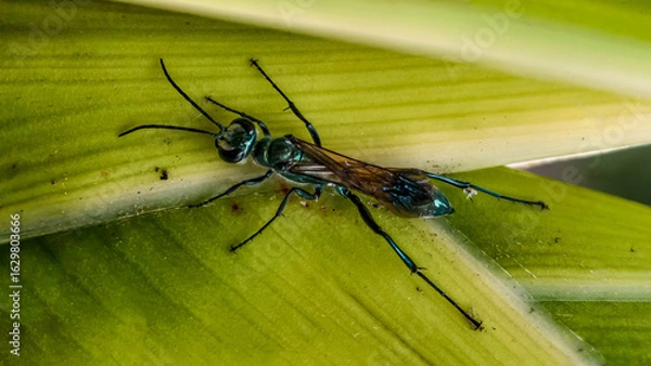 Obraz A vibrant green and blue wasp rests on a broad, light green leaf.