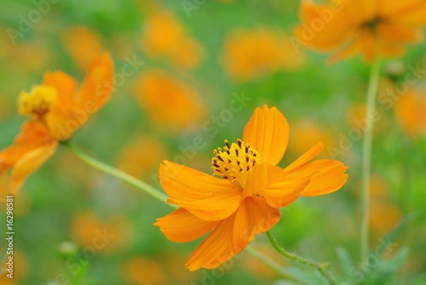 Fototapeta コスモスの畑