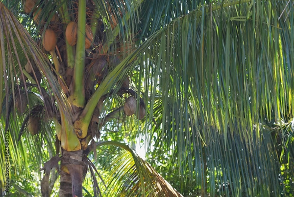Obraz Coconut tree with ripe coconuts hanging among lush green leaves in a tropical setting