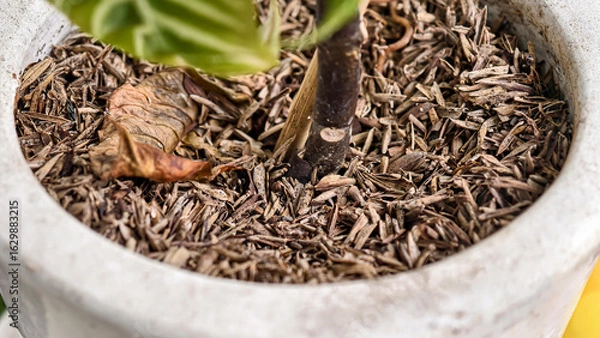 Obraz Close-up view of a plant's bulb and stem nestled in light brown mulch within a stone pot.