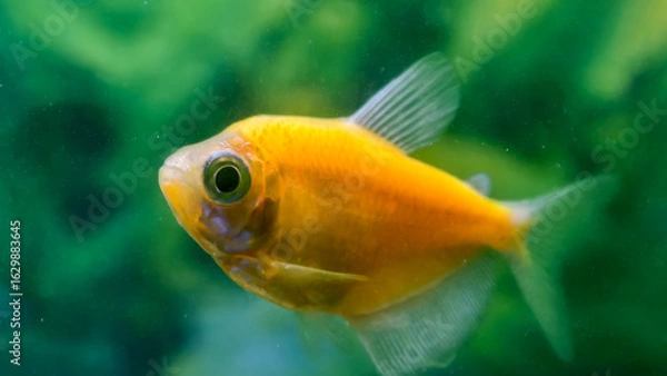 Obraz A vibrant, close-up view of a bright yellow fish, swimming in a green-tinted environment.