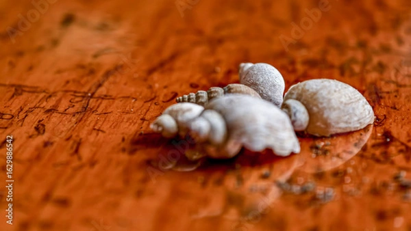 Obraz Close-up of small, weathered seashells resting on a textured, orange-brown surface.