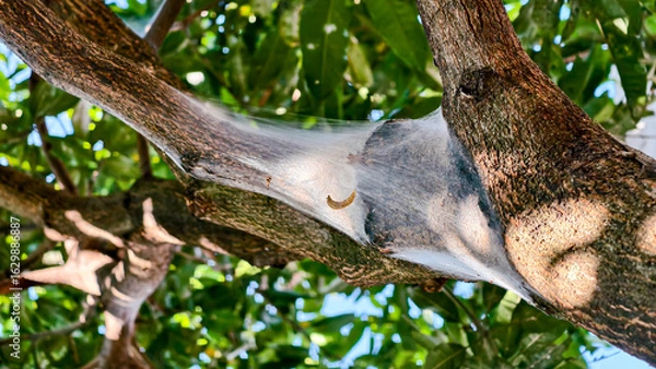 Obraz A close-up of a tree trunk covered in a silken web, likely a pest infestation.