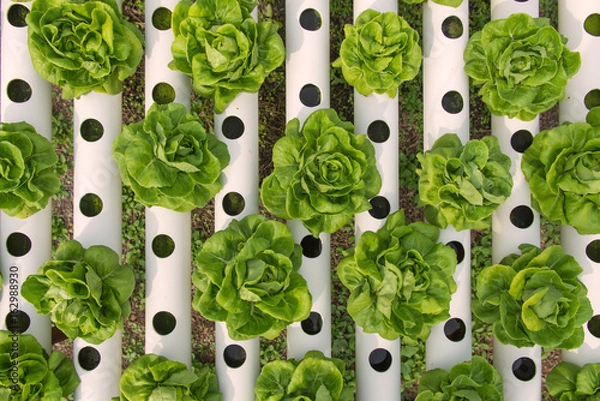 Obraz Organic hydroponic vegetable in the cultivation farm
