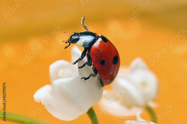 Fototapeta Lady bug 