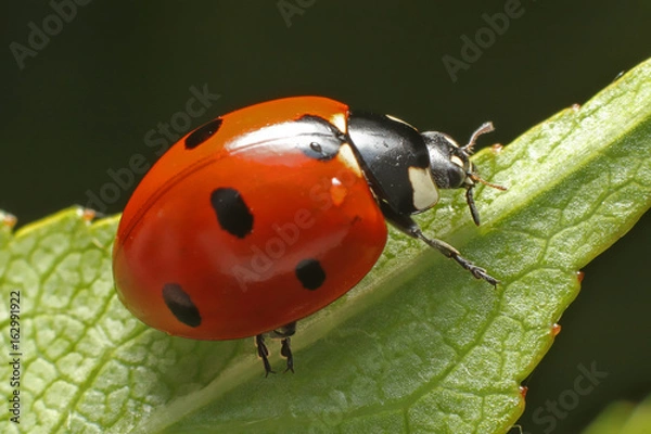 Fototapeta Lady bug 