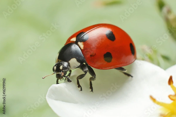 Fototapeta Lady bug 