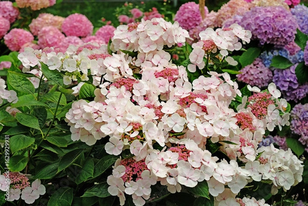 Fototapeta Chrysanthemums of different varieties decorate the garden