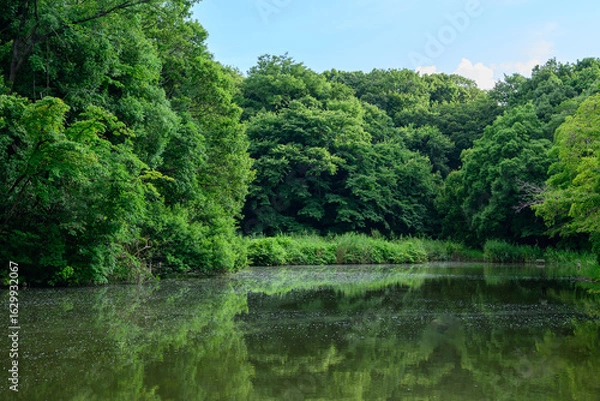 Fototapeta 池のある森の風景