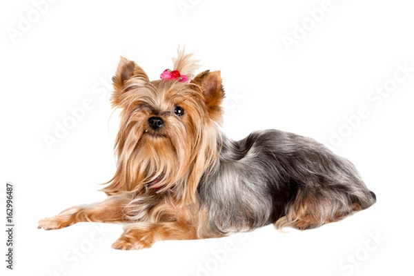 Obraz Yorkshire terrier dog