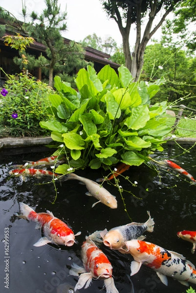 Obraz Colorful fancy carp fish (Koi fishs) in a pond of Japanese garden.