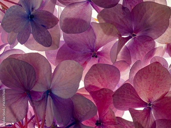 Fototapeta A soft close-up of real hydrangea petals in pale pink and purple, naturally backlit. Dreamy floral texture, perfect for backgrounds or prints. Real photo not AI