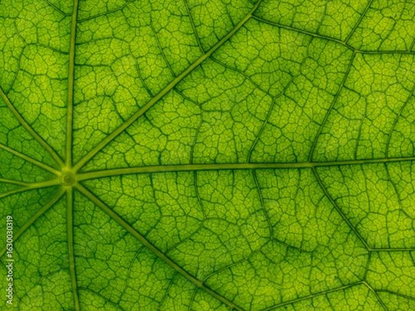 Fototapeta Close-up of green leaves with backlight showing fine veins and shadow play. Natural botanical texture, ideal for backgrounds and prints. Real photo, no AI.