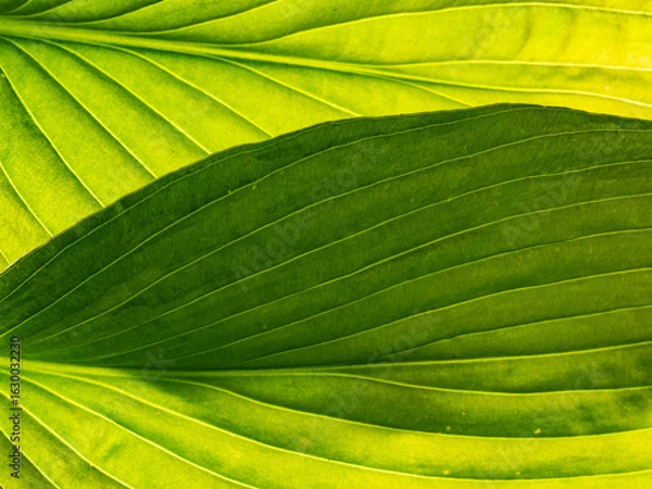 Fototapeta Close-up of green leaves with backlight showing fine veins and shadow play. Natural botanical texture, ideal for backgrounds and prints. Real photo, no AI.