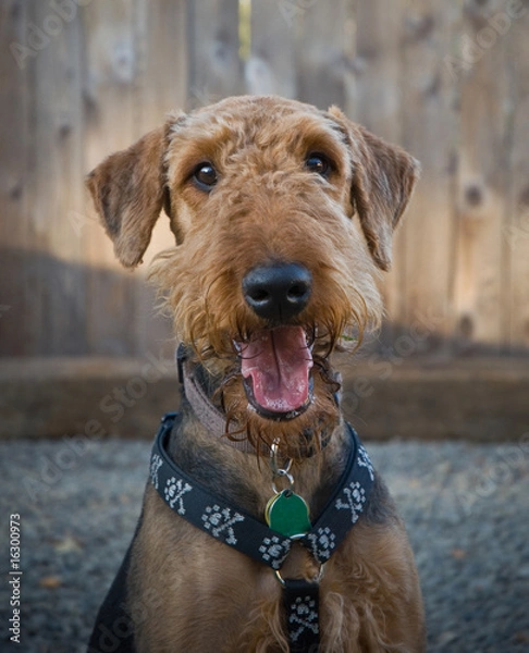 Obraz Airedale terrier dog smiling in front of a wooden fence