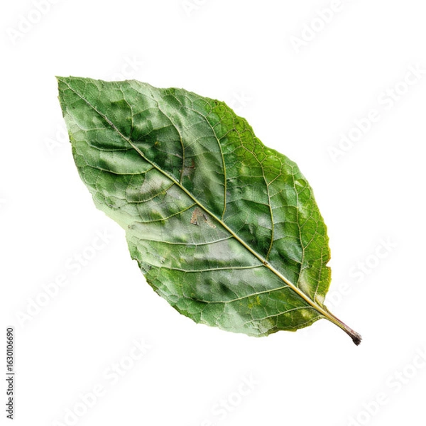 Fototapeta Close-up of a single, vibrant green leaf, slightly mottled.  The leaf's veins are visible, and the edges are slightly uneven.  Isolated on black background