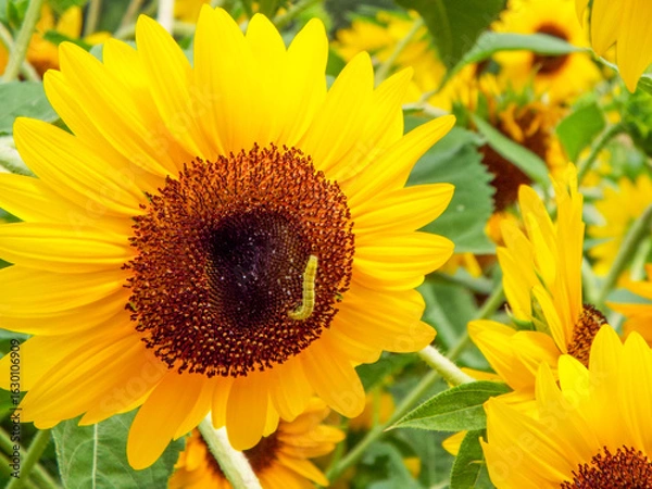 Fototapeta 真夏の暑さを感じさせる満開のヒマワリと昆虫の幼虫の青虫
