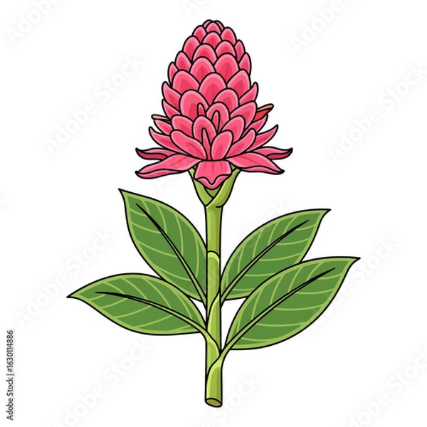 Obraz A vibrant illustration of a blooming red ginger flower with lush green leaves. A beautiful cartoon-style drawing of a tropical plant.