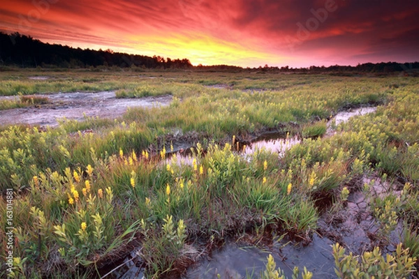 Fototapeta purple dramatic sunrise over  moorland with bog asphodel