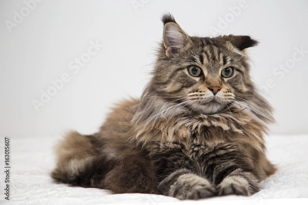 Obraz Мейн-кун лежит на белом фоне.Горизонтально.