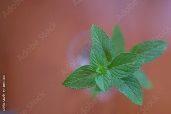 Fototapeta 切り出したミントのクローズアップ