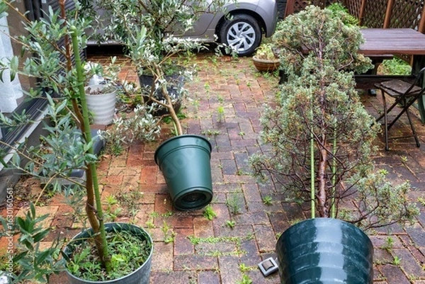 Fototapeta 台風が通り過ぎた翌日
