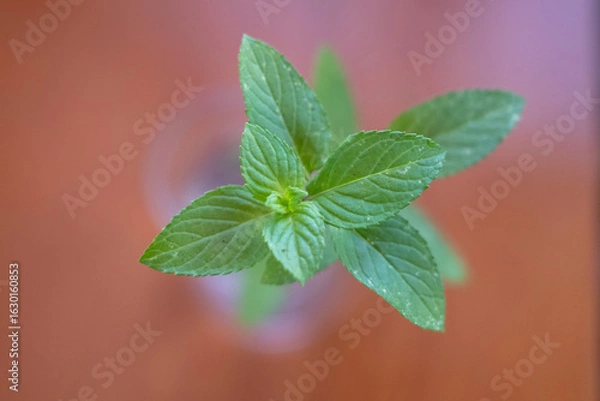 Fototapeta 切り出したミントのクローズアップ