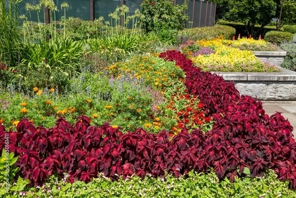 Fototapeta 公園の花壇に咲く赤い花