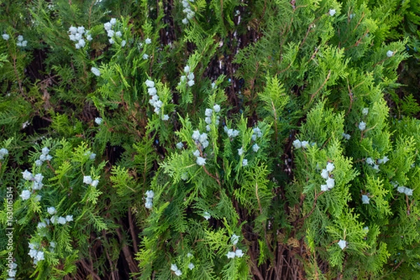 Fototapeta 開花したヒバの花