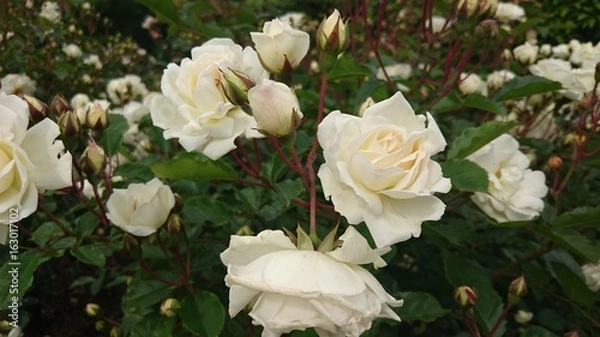 Fototapeta バラ
roses